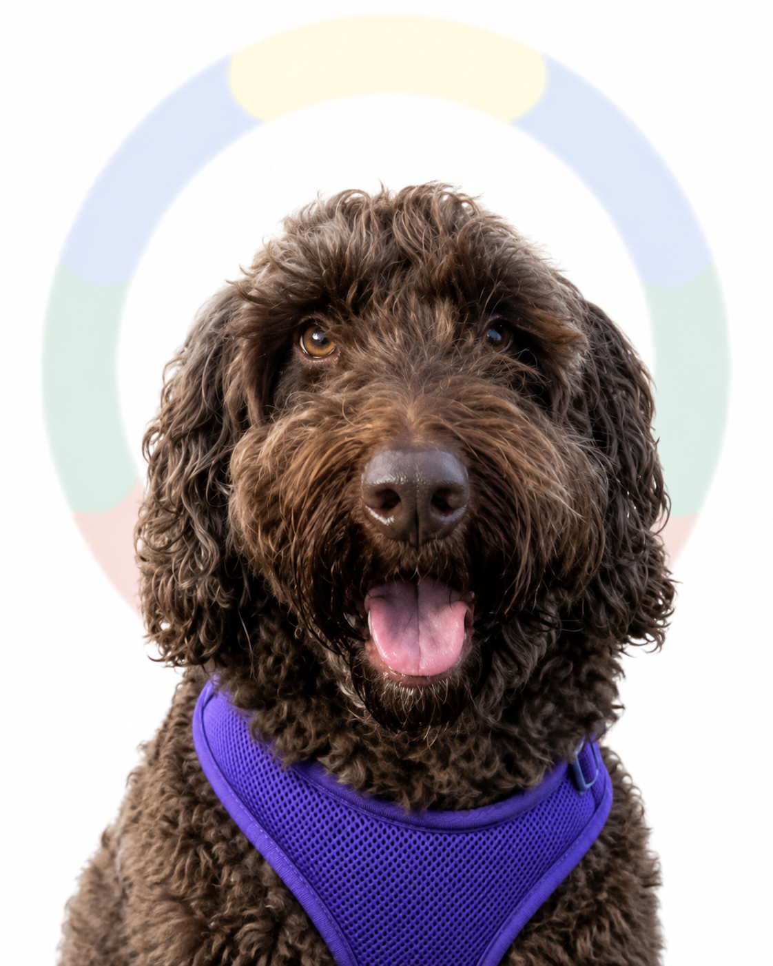 Ralph, Chief Morale Officer